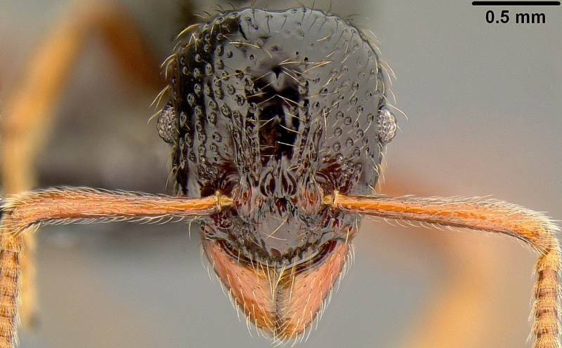 File:Gnamptogenys aterrima casent0171062 h 1 high.jpg