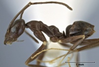 Leptomyrmex burwelli side view