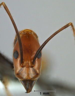 Leptomyrmex rufithorax head view