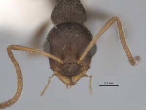 Melophorus compactus minor head ANIC32-900088.jpg