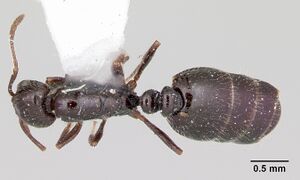 Monomorium ergatogyna casent0103533 dorsal 1.jpg