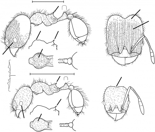 Pheidole alticola Wilson 2003.jpg