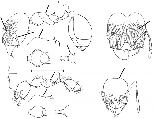 Pheidole carapunco Wilson 2003.jpg