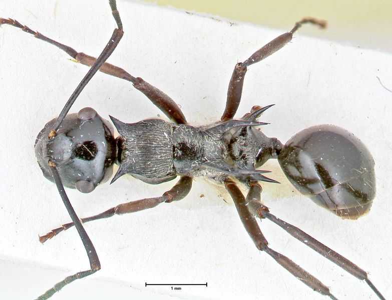 File:Polyrhachis tersa focol2613 d 1 high.jpg