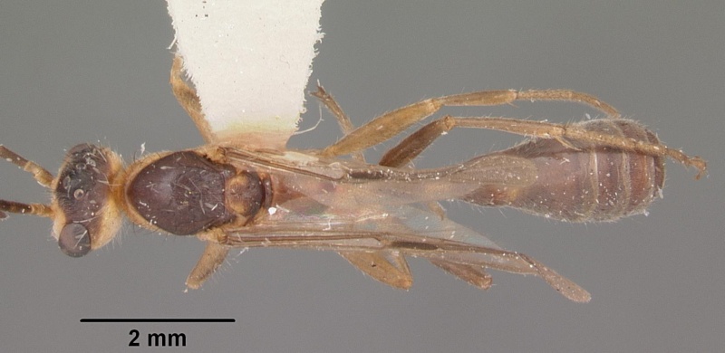 File:Pseudomyrmex gracilis casent0104250 dorsal 1.jpg