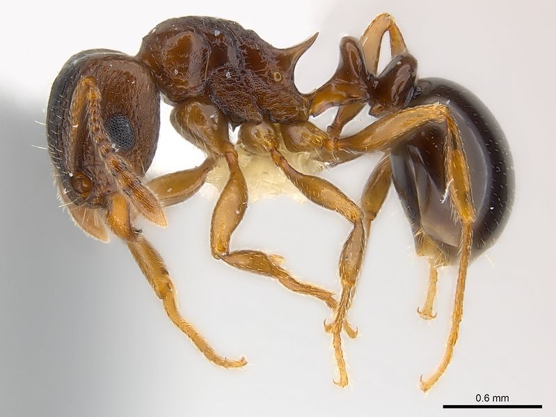 File:Tetramorium tanaense P casent0217059.jpg