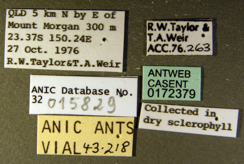 File:Anochetus rectangularis casent0172379 label 1.jpg