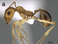 Aphaenogaster asmaae 4a.jpg