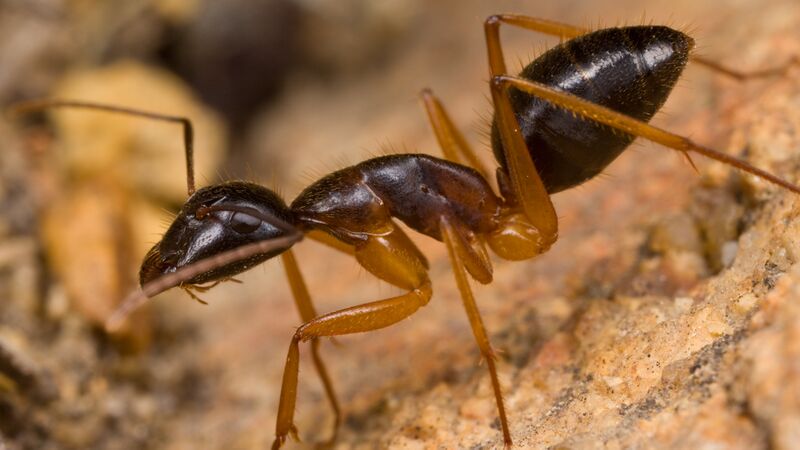 File:Camponotus dryandrae (Farhan Bokhari) 1.jpg