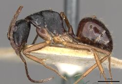 Camponotus oetkeri casent0910396 p 1 high.jpg