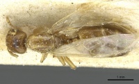 Crematogaster homeri casent0912680 d 1 high.jpg