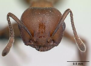 Crematogaster tricolor casent0178194 h 1 high.jpg