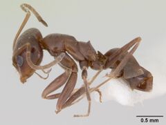 Dorymyrmex smithi casent0103442 profile 1.jpg