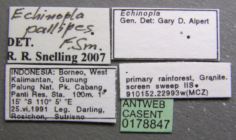 File:Echinopla pallipes casent0178847 label 1.jpg