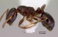 Monomorium sydneyense casent0172359 profile 1.jpg