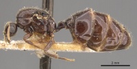 Monomorium wroughtonianum casent0908777 p 1 high.jpg