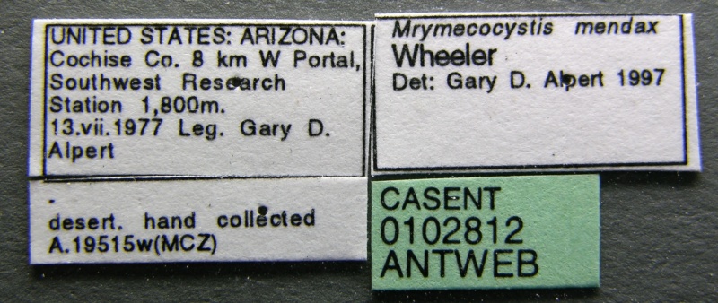 File:Myrmecocystus mendax casent0102812 label 1.jpg