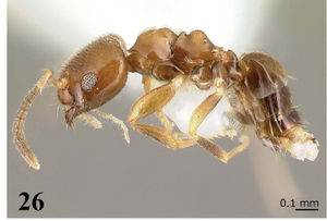 Ortiz, CBrachymyrmex-feitosai1.jpg