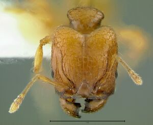 Pheidole-hortensisHM6.3x.jpg