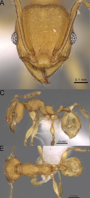 Pheidole bemarahaensis F61ace.jpg