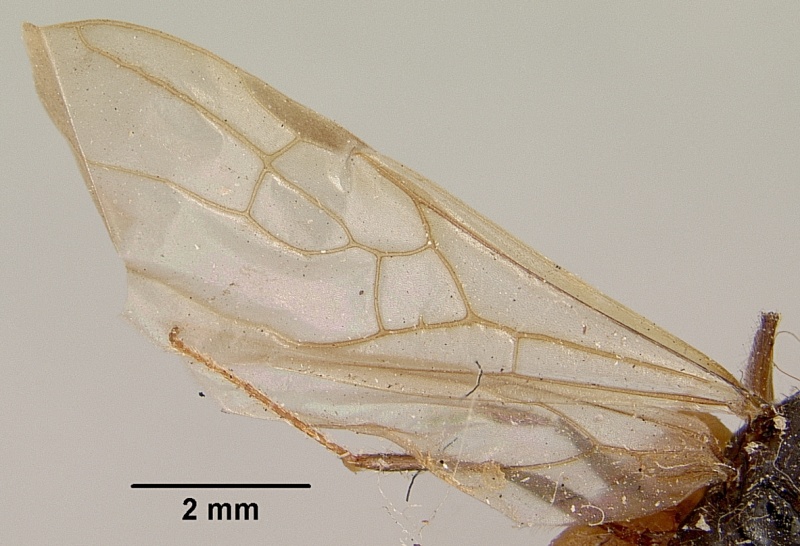 File:Pheidole oswaldi casent0101808 dorsal 2.jpg