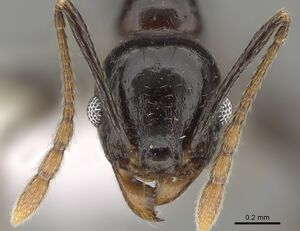 Pheidole probolonotum CASENT0646485 h.jpg