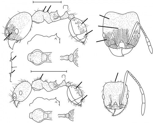 Pheidole pugnax Wilson 2003.jpg