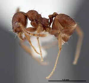 Pheidole synanthropica casent0609053 p 1 high.jpg