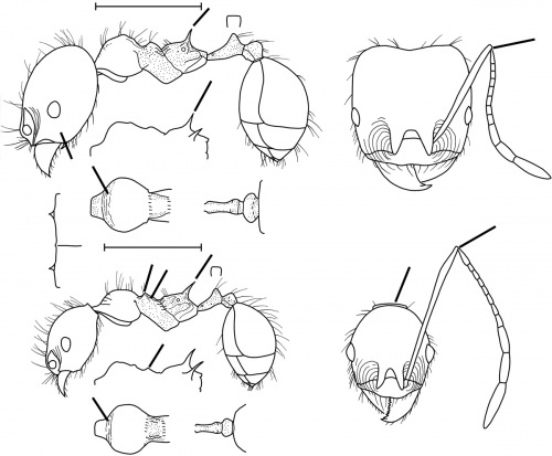 Pheidole tanyscapa Wilson 2003.jpg