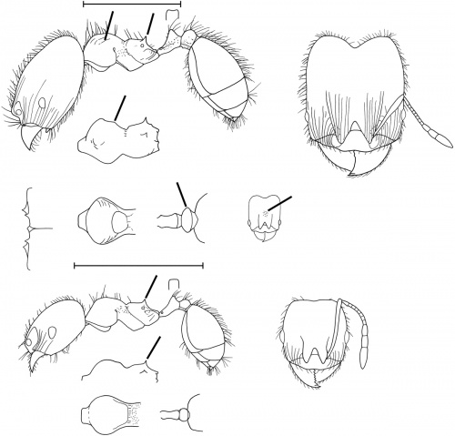 Pheidole Tysoni Antwiki