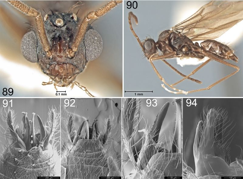 File:Prenolepis jerdoni male 89-94.jpg