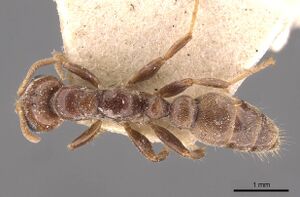 Pseudomyrmex triplaridis casent0907566 d 1 high.jpg