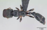 Tetraponera phragmotica casent0136420 dorsal 1.jpg