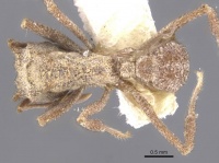 Trachymyrmex wheeleri casent0912533 d 1 high.jpg