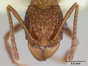 Acanthomyrmex basispinosus casent0178575 head 1.jpg