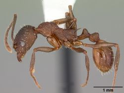 Aphaenogaster mariae casent0103599 profile 1.jpg