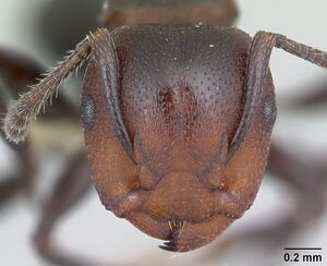 Atopomyrmex mocquerysi casent0178285 head 1.jpg