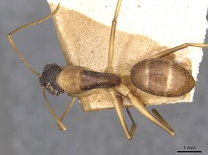 Camponotus discors casent0910291 d 1 high.jpg