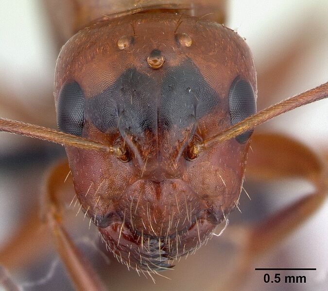 File:Camponotus raina casent0498581 h.jpg