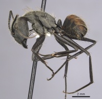 Camponotus rapax casent0280053 p 1 high.jpg