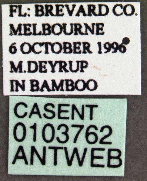 File:Crematogaster ashmeadi casent0103762 label 1.jpg