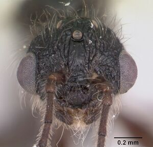 Leptothorax acervorum casent0173139 head 1.jpg