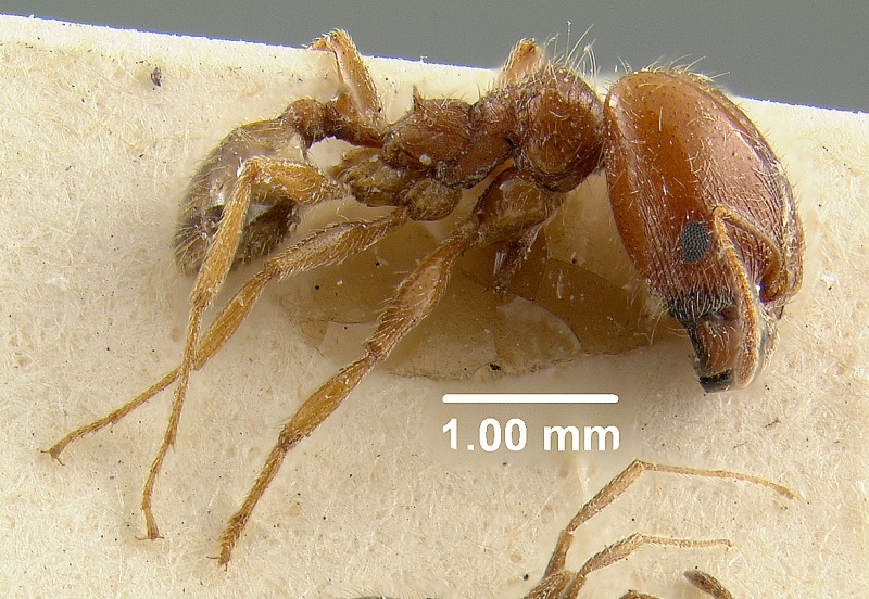 File:MCZ-ENT00009126 Pheidole macclendoni hal.jpg