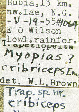 Myopias cribriceps lbs.jpg