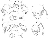 Pheidole laidlowi Wilson 2003.jpg