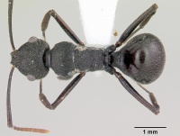 Polyrhachis chaita casent0103175 dorsal 1.jpg