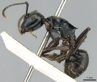 Polyrhachis fuscipes casent0906560 p 1 high.jpg