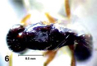 Strongylognatus minutus holotype queen d.jpg