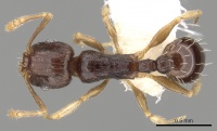 Tetramorium buthrum casent0280864 d 1 high.jpg