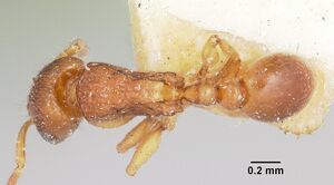 Tetramorium sikorae casent0101260 dorsal 1.jpg